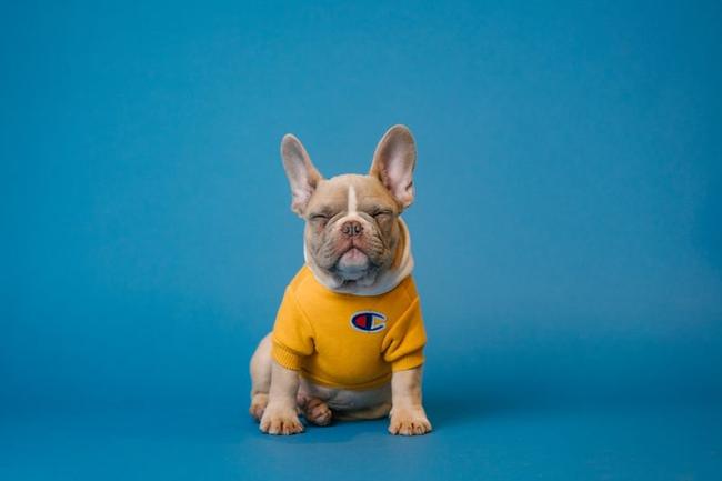 Groomed Puppy