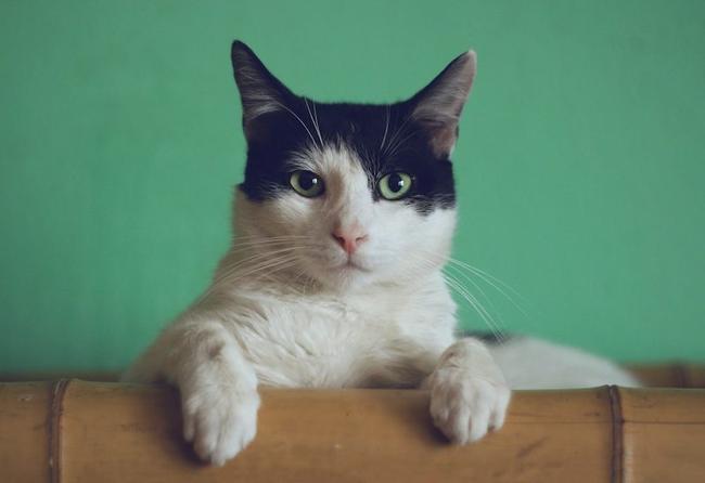 Happy Cat