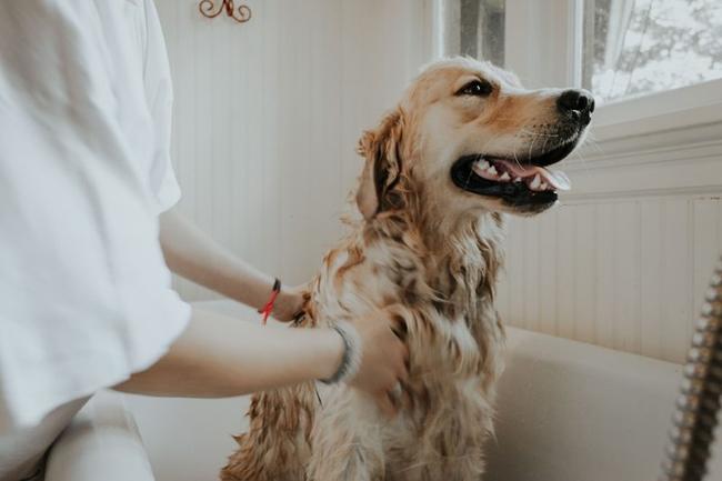 The Dog's Bow Wow Grooming